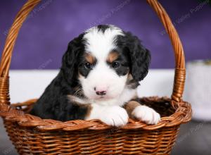 tri-colored female mini bernedoodle near Chicago Illinois