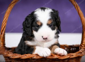 tri-colored female mini bernedoodle near Chicago Illinois