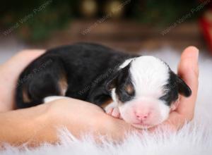 tri-colored male mini bernedoodle near Chicago Illinois