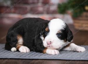 tri-colored male mini bernedoodle near Chicago Illinois