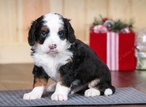 tri-colored male mini bernedoodle near Chicago Illinois