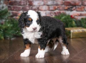 tri-colored male mini bernedoodle near Chicago Illinois