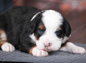 tri-colored male mini bernedoodle near Chicago Illinois