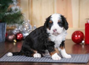 tri-colored male mini bernedoodle near Chicago Illinois