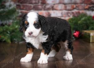 tri-colored male mini bernedoodle near Chicago Illinois