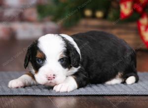 tri-colored male mini bernedoodle near Chicago Illinois