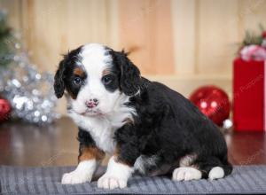 tri-colored male mini bernedoodle near Chicago Illinois