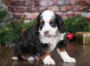 tri-colored male mini bernedoodle near Chicago Illinois