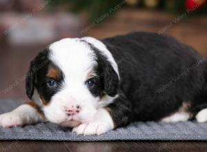 tri-colored male mini bernedoodle near Chicago Illinois