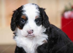 tri-colored male mini bernedoodle near Chicago Illinois