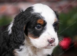 tri-colored male mini bernedoodle near Chicago Illinois