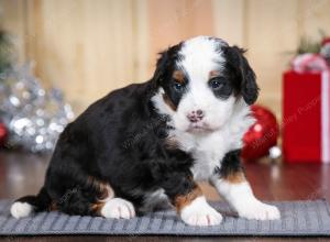 tri-colored male mini bernedoodle near Chicago Illinois