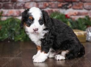 tri-colored male mini bernedoodle near Chicago Illinois