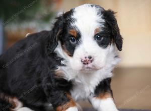 tri-colored male mini bernedoodle near Chicago Illinois