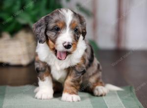 F1B mini bernedoodle near Chicago Illinois