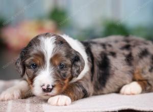 F1B mini bernedoodle near Chicago Illinois