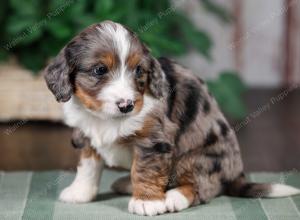 F1B mini bernedoodle near Chicago Illinois