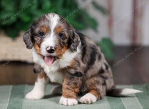 F1B mini bernedoodle near Chicago Illinois