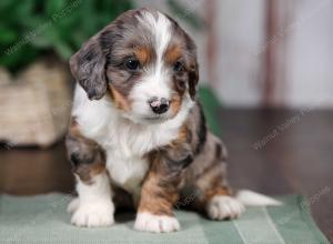 F1B mini bernedoodle near Chicago Illinois