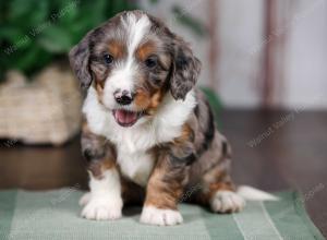 F1B mini bernedoodle near Chicago Illinois