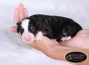 tri-colored mini bernedoodle near Chicago Illinois