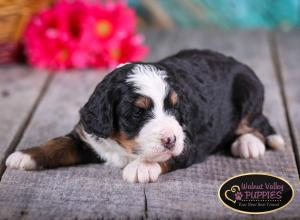 tri-colored mini bernedoodle near Chicago Illinois