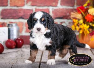 tri-colored mini bernedoodle near Chicago Illinois