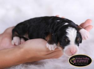 tri-colored mini bernedoodle near Chicago Illinois