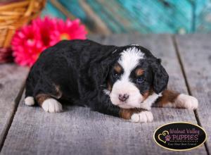 tri-colored mini bernedoodle near Chicago Illinois