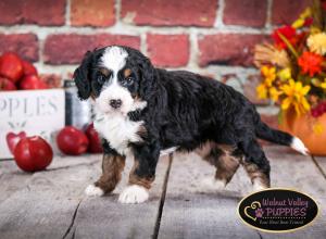 tri-colored mini bernedoodle near Chicago Illinois