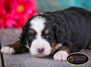 tri-colored mini bernedoodle near Chicago Illinois