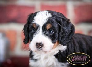 tri-colored mini bernedoodle near Chicago Illinois