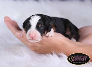 tri-colored mini bernedoodle near Chicago Illinois