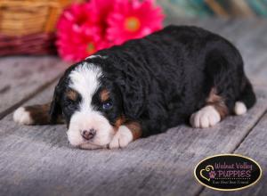 tri-colored mini bernedoodle near Chicago Illinois