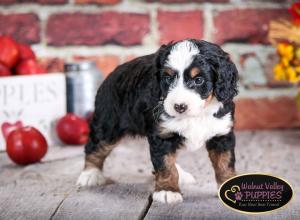 tri-colored mini bernedoodle near Chicago Illinois