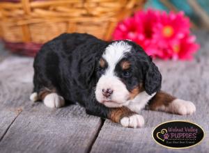 tri-colored mini bernedoodle near Chicago Illinois