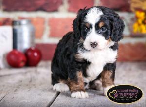 tri-colored mini bernedoodle near Chicago Illinois