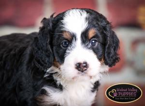 tri-colored mini bernedoodle near Chicago Illinois