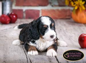 tri-colored mini bernedoodle near Chicago Illinois