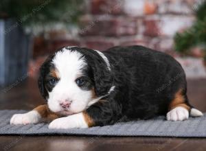 tri-colored female mini bernedoodle near Chicago Illinois