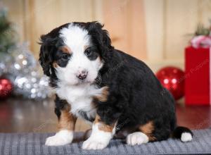 tri-colored female mini bernedoodle near Chicago Illinois