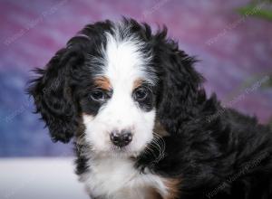 tri-colored female mini bernedoodle near Chicago Illinois