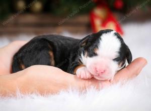 tri-colored female mini bernedoodle near Chicago Illinois