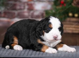 tri-colored female mini bernedoodle near Chicago Illinois