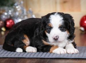 tri-colored female mini bernedoodle near Chicago Illinois