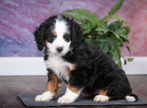 tri-colored female mini bernedoodle near Chicago Illinois