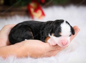 tri-colored female mini bernedoodle near Chicago Illinois