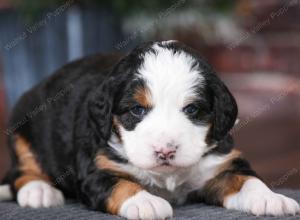 tri-colored female mini bernedoodle near Chicago Illinois