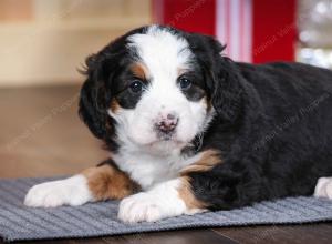 tri-colored female mini bernedoodle near Chicago Illinois