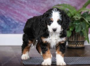 tri-colored female mini bernedoodle near Chicago Illinois